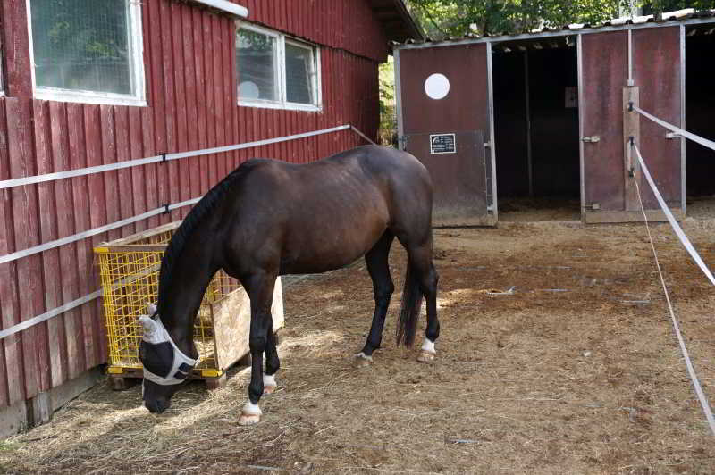 Wohnmobilstellplatz Lucky-Stable-Ranch