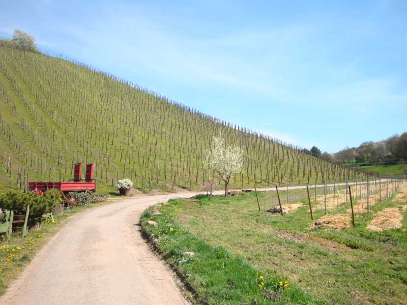 Wohnmobilstellplatz Weingut GF von Nell