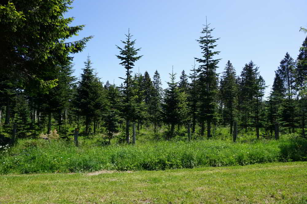 Wohnmobilstellplatz Hotel Der schöne Asten