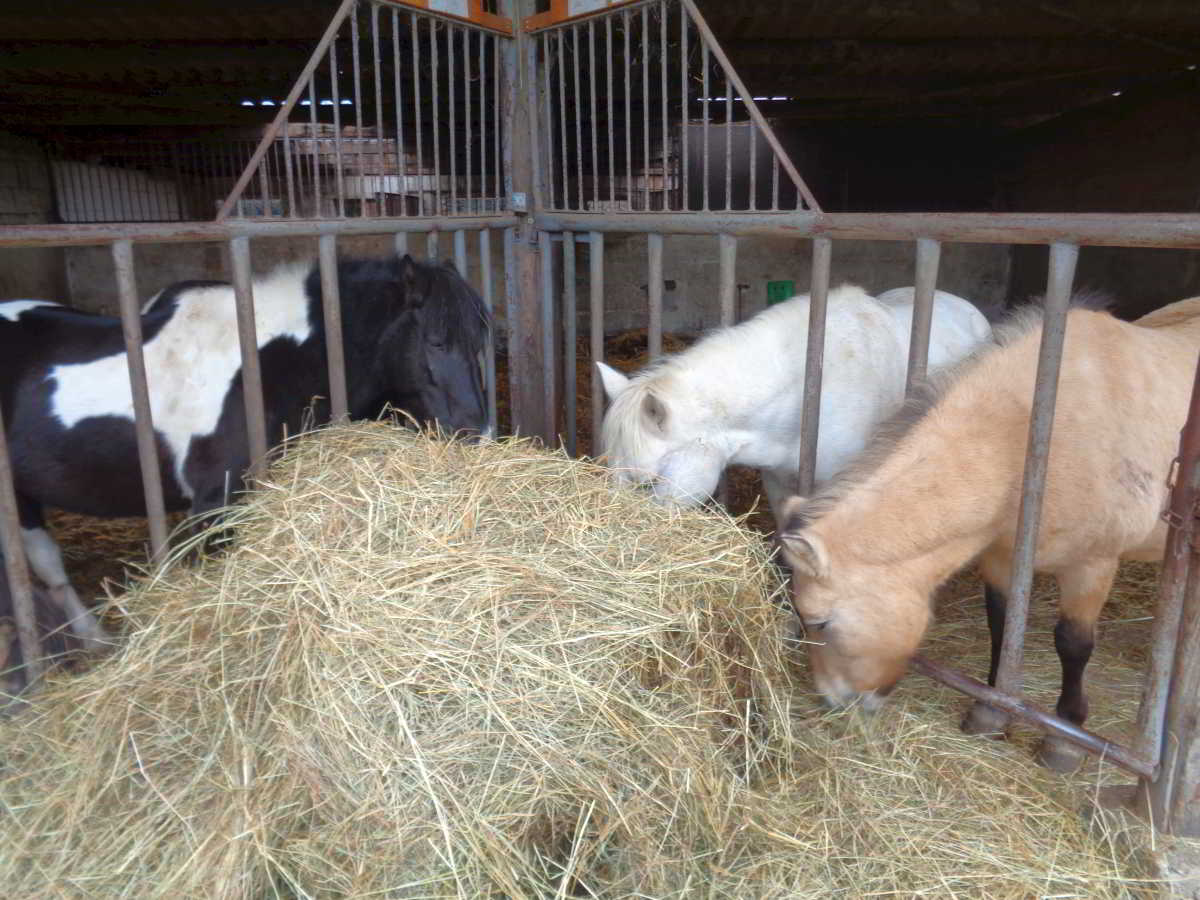 Wohnmobilstellplatz Reiterparadies Talhof