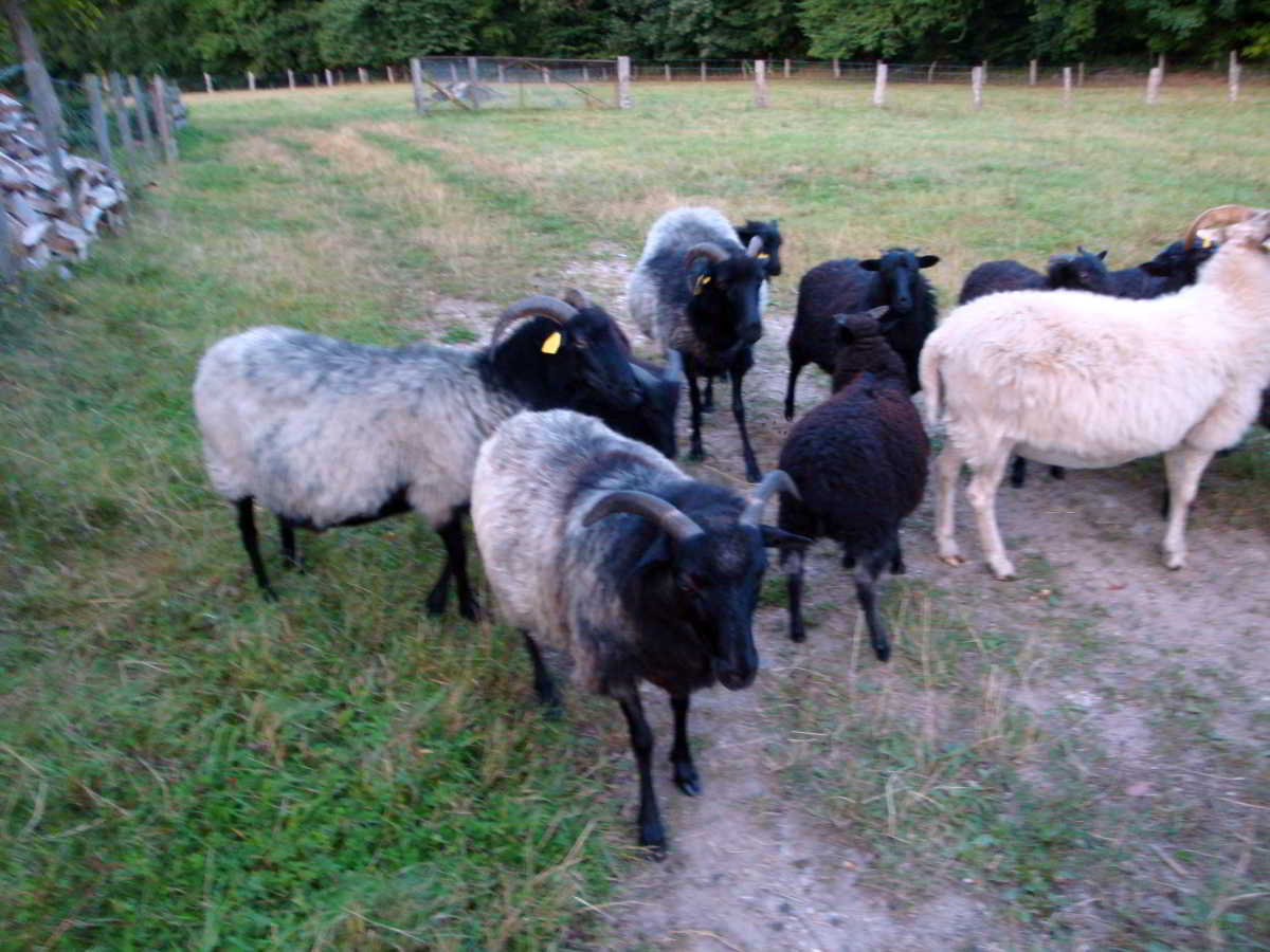 Wohnmobilstellplatz am Hof Dammer in Grömitz