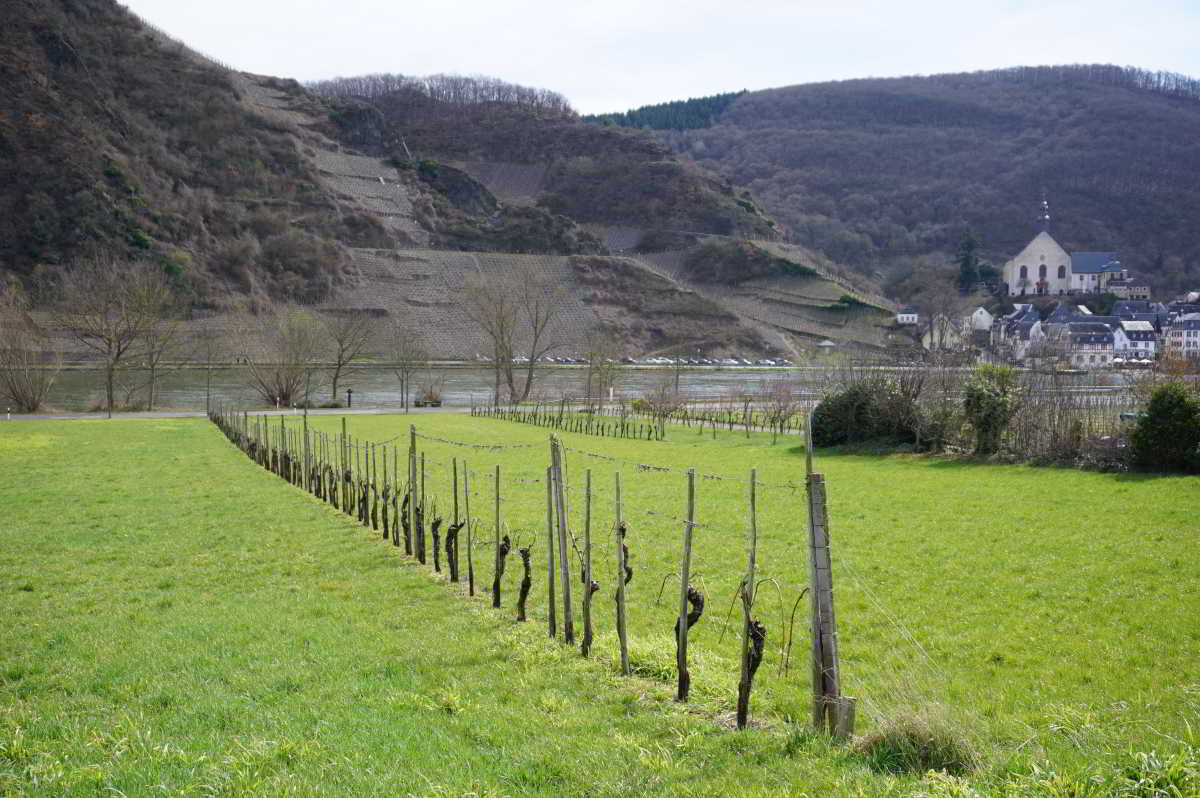 Wohnmobilstellplatz am Weingut Loosen