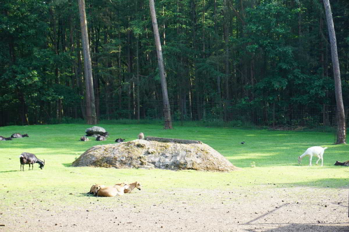 Wildgehege Haselünne Wildgehege Haselünne