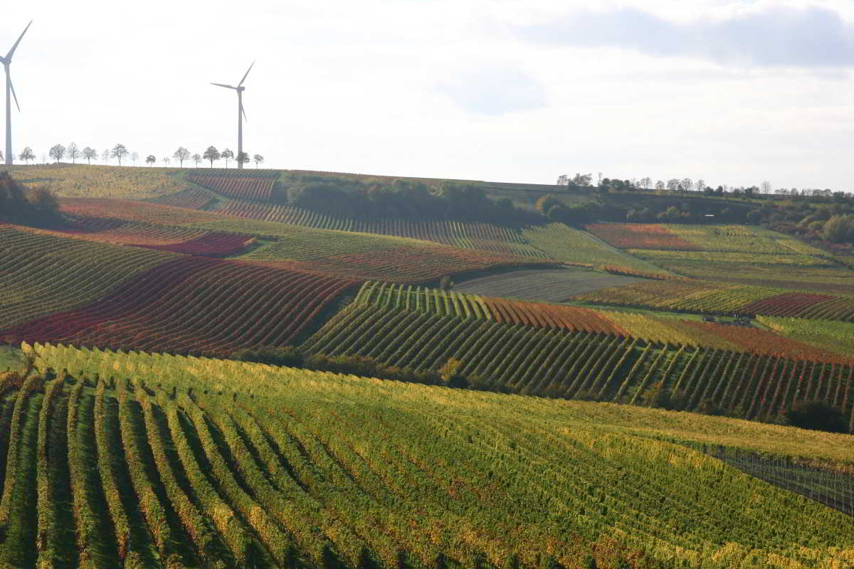 Wohnmobilstellplatz am Weingut Gustavshof