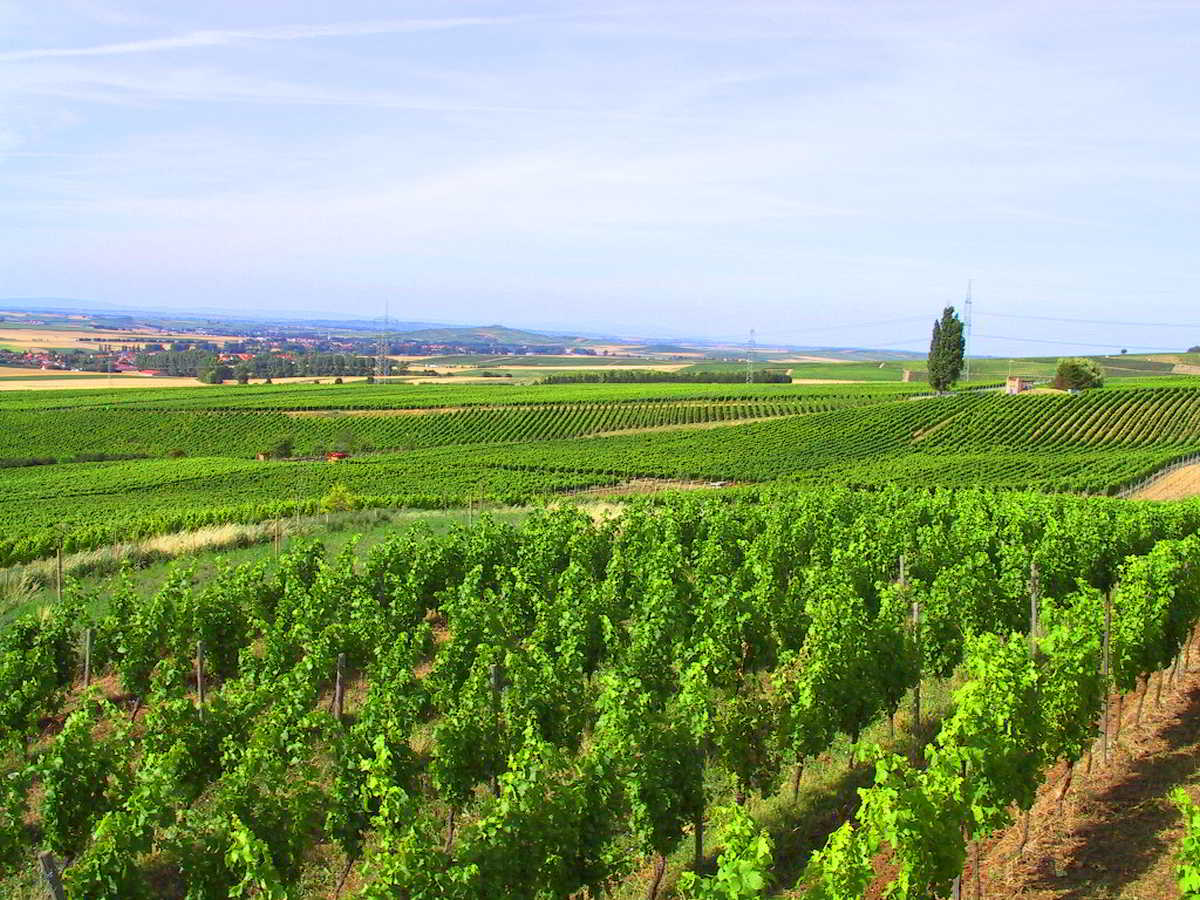 Wohnmobilstellplatz am Weingut Gustavshof