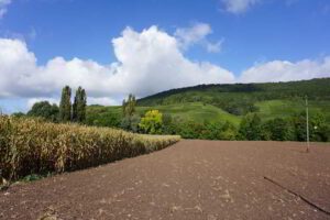 Wohnmobilstellplatz am Weingut Ungerer