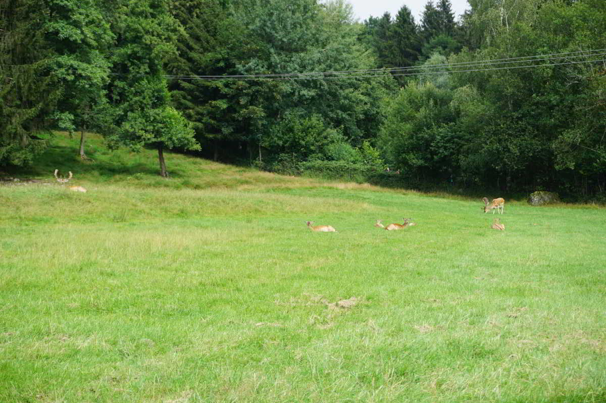 Wohnmobilstellplatz Wild-Berghof Bernried