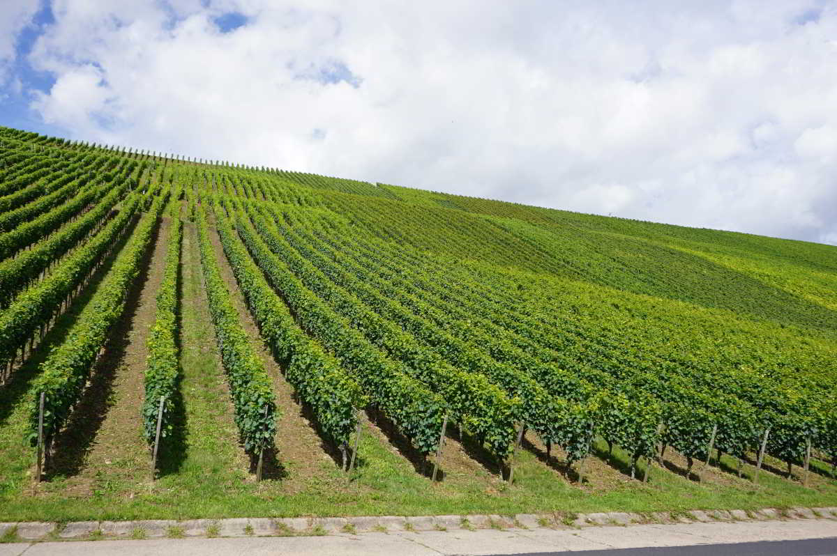 Wohnmobilstellplatz Weinbau Laudenbach