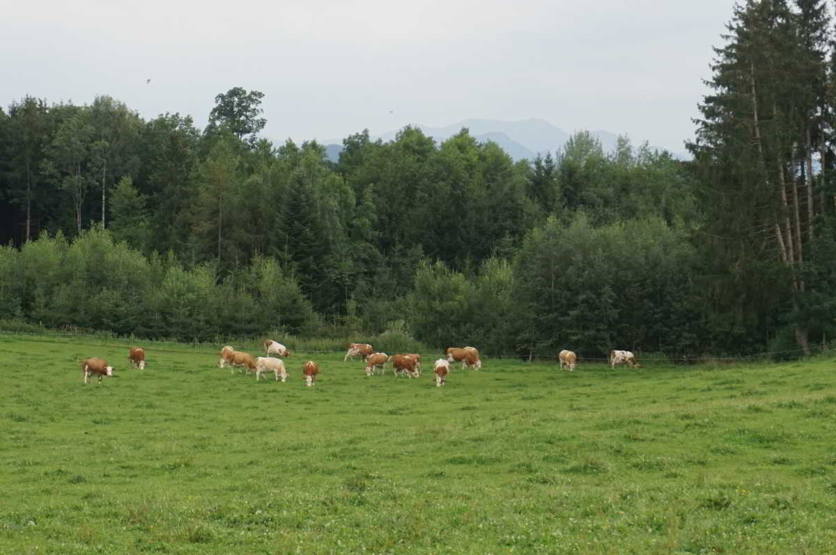 Wohnmobilstellplatz am Schaideringerhof