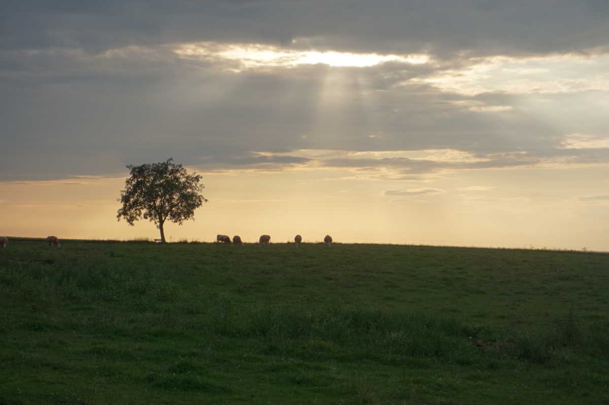 Wohnmobilstellplatz am Schaideringerhof