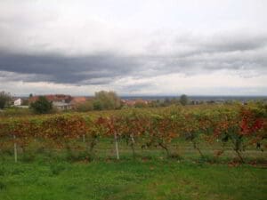 Wohnmobilstellplatz am Gästehaus Vinetum