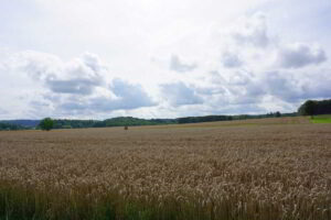 Wohnmobilstellplatz auf einer Wiese am Waldrand in Ostercappeln Wohnmobilstellplatz auf einer Wiese am Waldrand in Ostercappeln