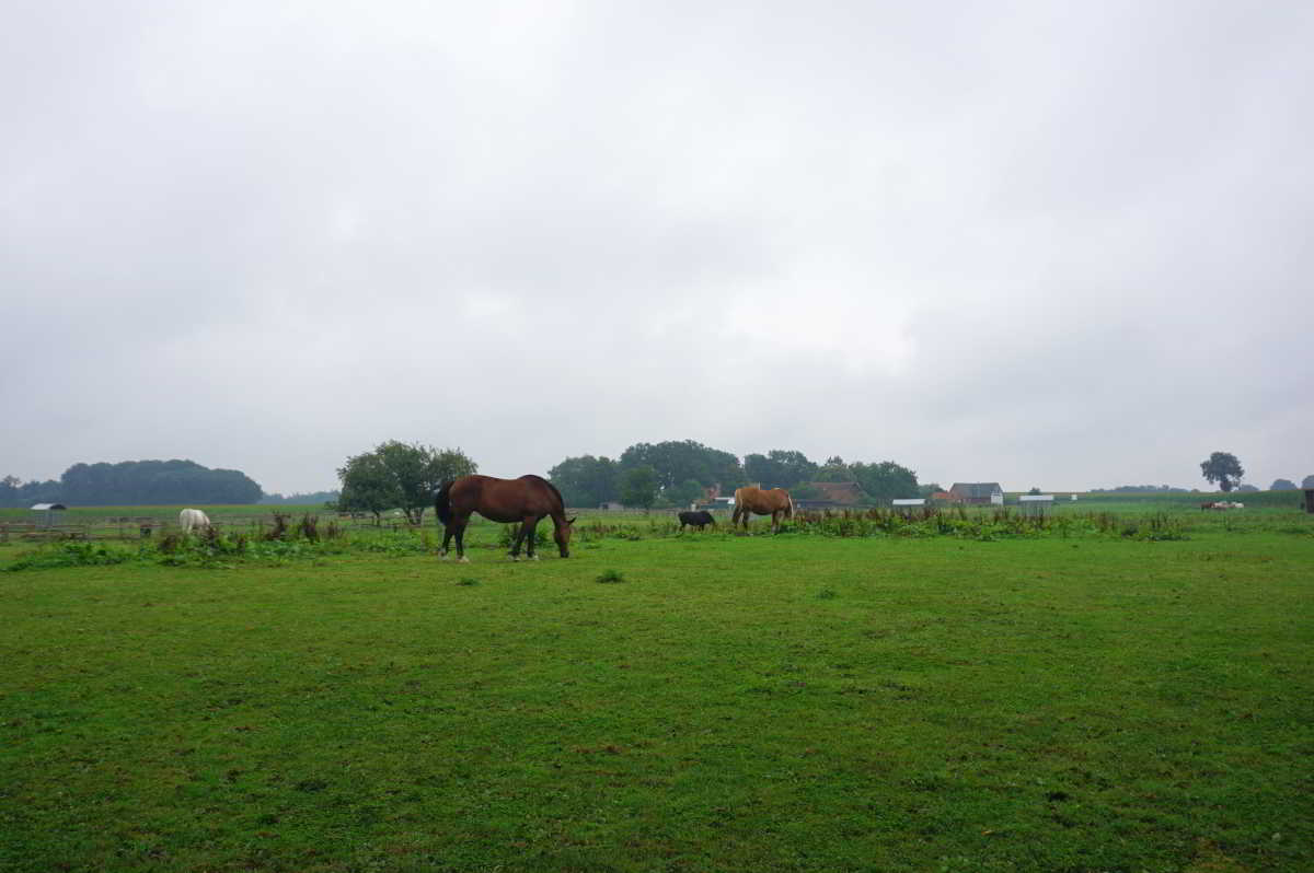 Wohnmobilstellplatz Reiterhotel Vox in Eggermühlen