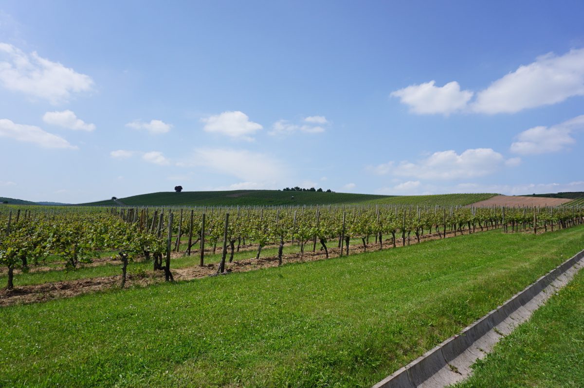 Wohnmobilstellplatz am Weingut Brunnenhof
