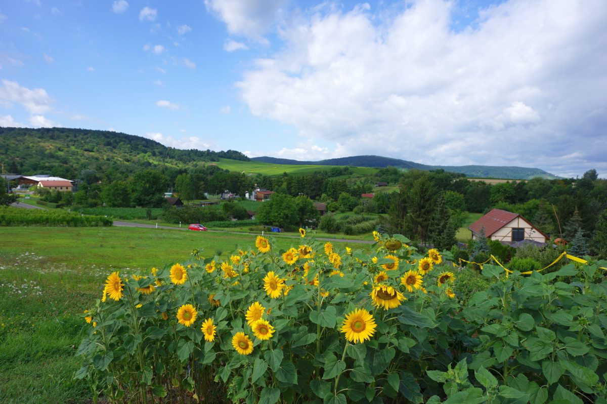 Wohnmobilstellplatz am Weingut Knauß