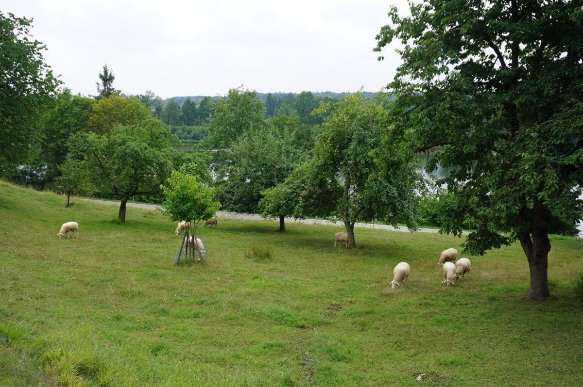 Campingplatz am Marktler Badesee