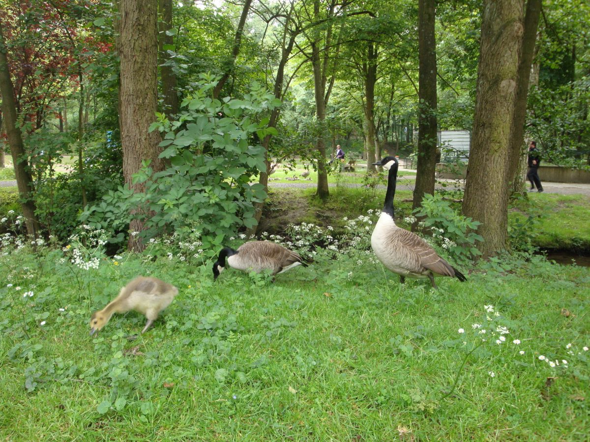 Wohnmobilstellplatz am Tierpark in Alsdorf