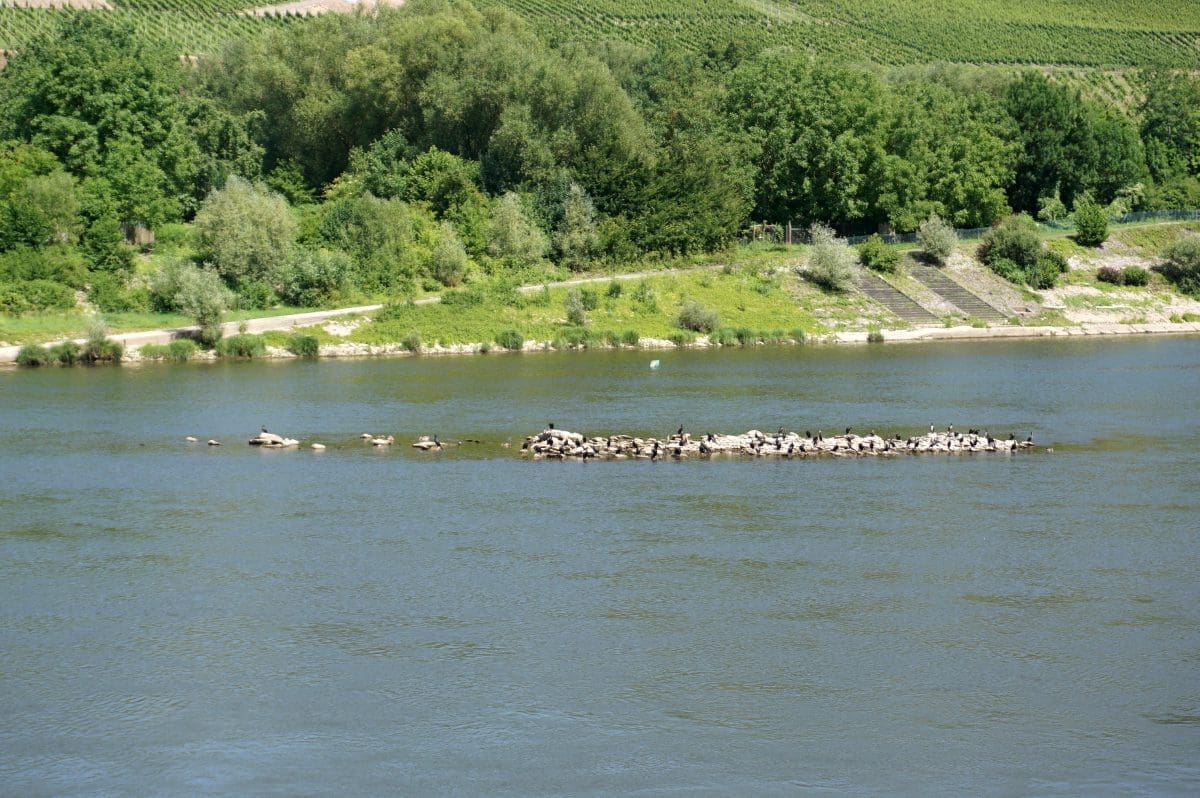 Wohnmobilstellplatz Moselblick in Schleich
