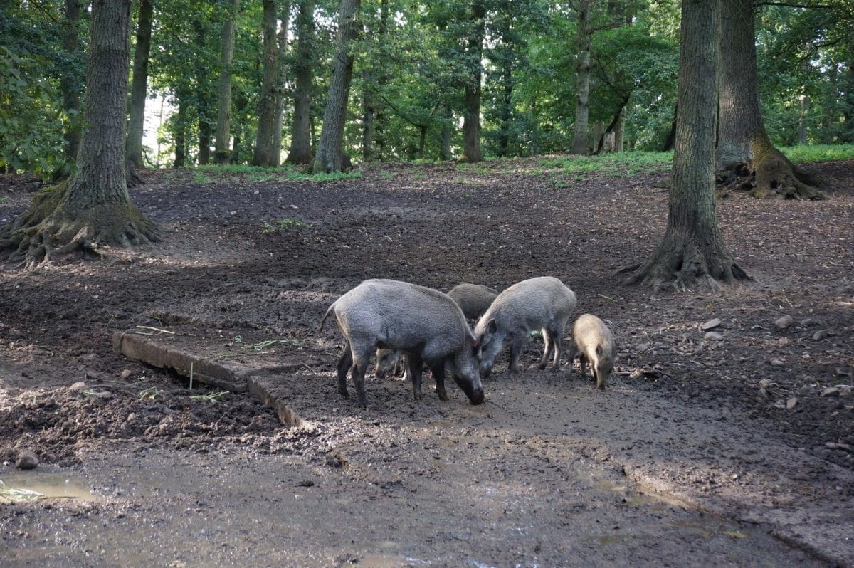Tiergehege Klötze