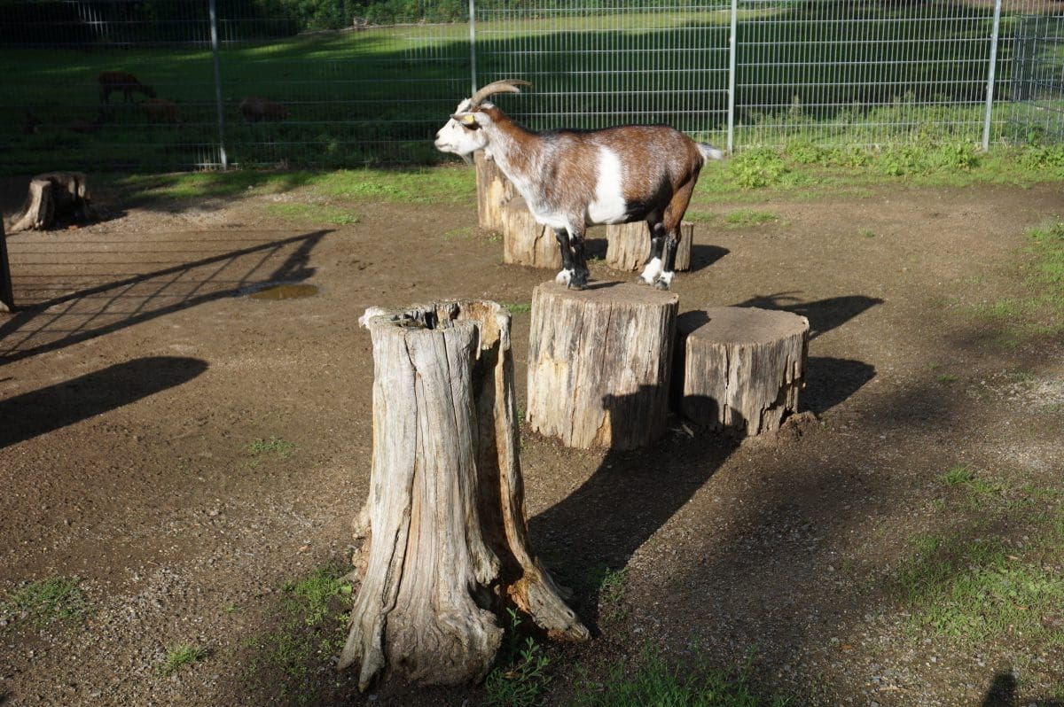 Tiergehege Klötze