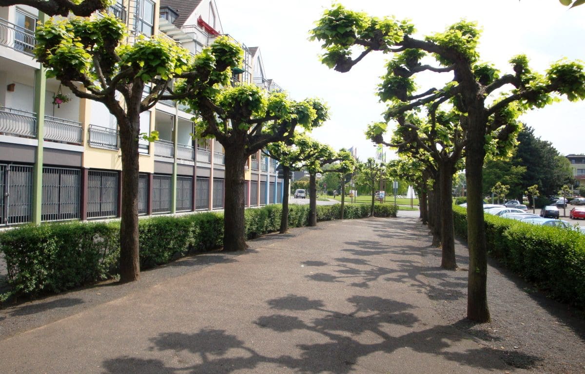 Parkplatz am Rheinufer in Bad Hönningen