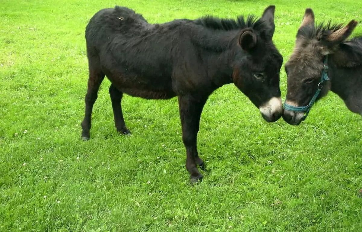 Wohnmobilstellplatz am Bauernhof Lott