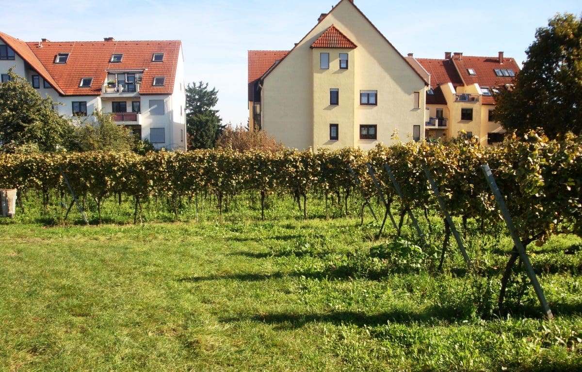 Wohnmobilstellplatz am Weingut Schäfer