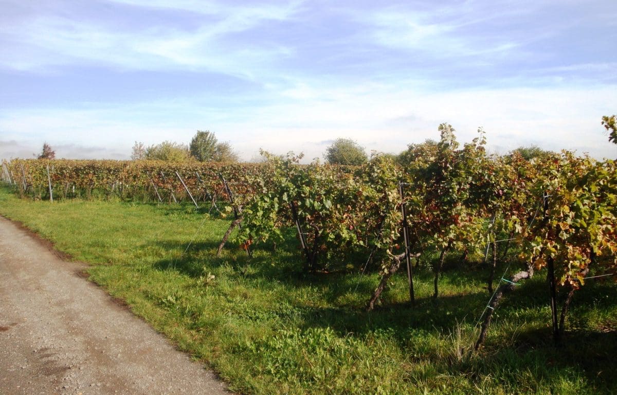 Wohnmobilstellplatz am Weingut Edel-Brauch