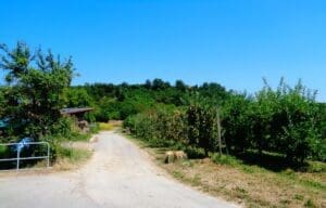 Wohnmobilstellplatz am Weingut Köbelin