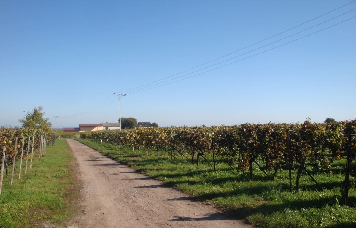 Wohnmobilstellplatz am Weingut Eichhorn