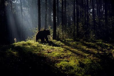 Wohnmobilstellplatz Bärenwald Müritz Wohnmobilstellplatz Bärenwald Müritz