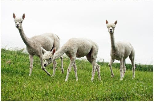 Wohnmobilstellplatz auf dem Alpakahof
