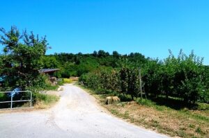 Wohnmobilstellplatz am Weingut Köbelin