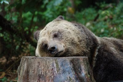 Wohnmobilstellplatz Bärenwald Müritz Wohnmobilstellplatz Bärenwald Müritz