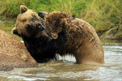 Stellplatz am Bärenwald Müritz Stellplatz am Bärenwald Müritz