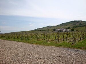 Wohnmobilstellplatz am Weingut Clemens