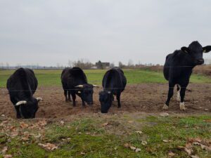 Wohnmobilstellplatz mit Weideblick